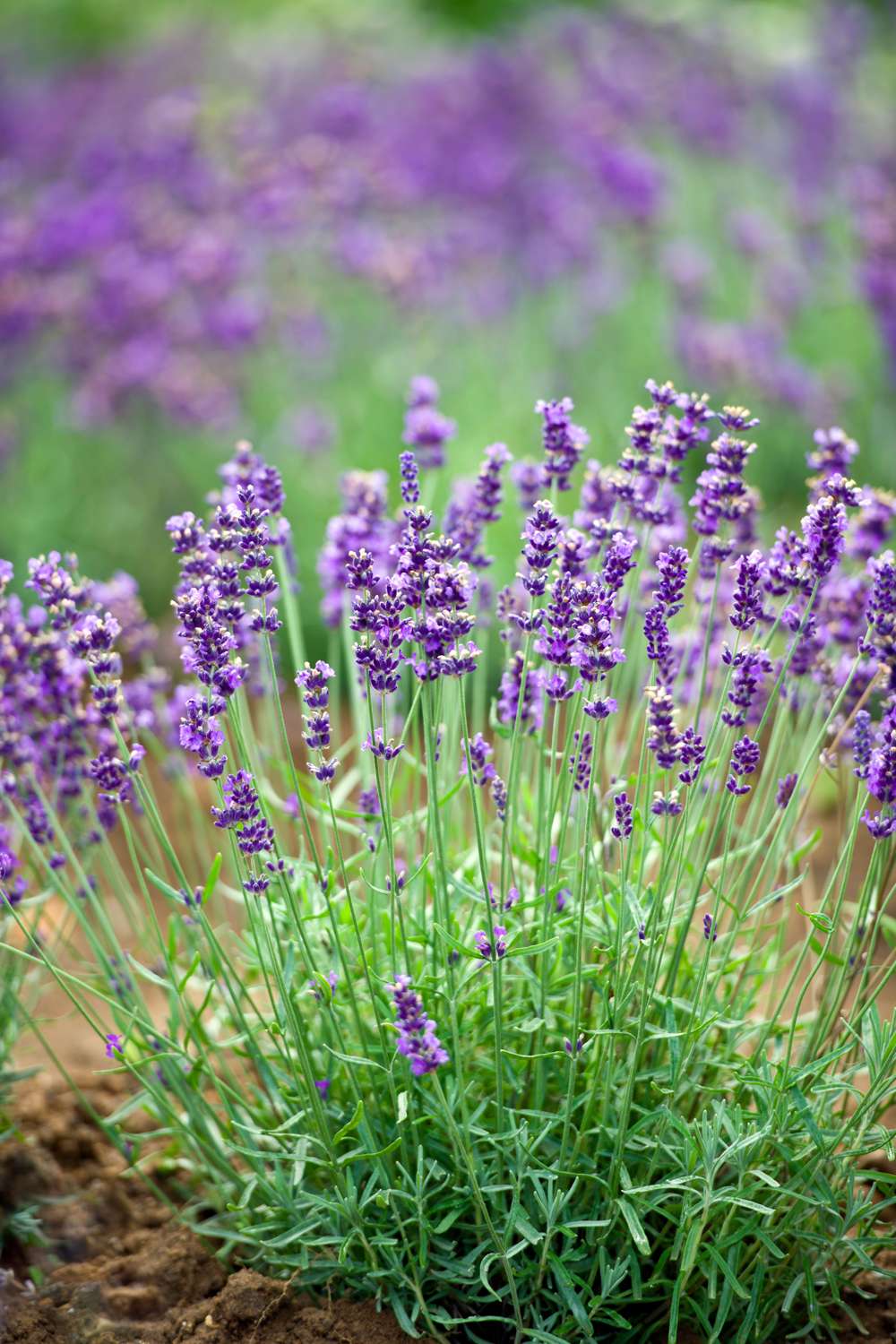 Lavendel (frö)